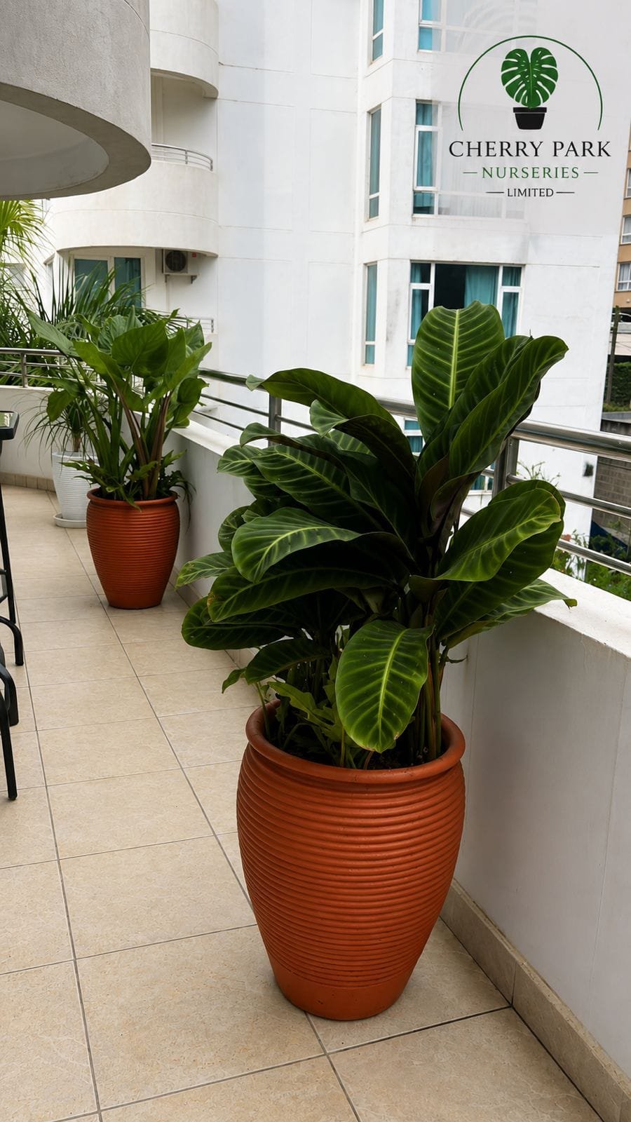 Corporate office park landscaping project in Westlands